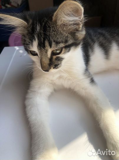 Кошечка в дар