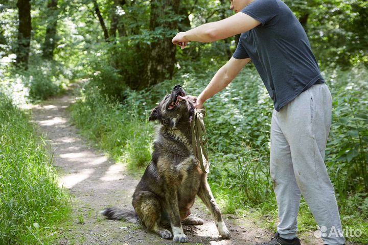 В добрые руки крупный лохматый пёс Гризли