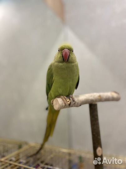 Ожереловый попугай