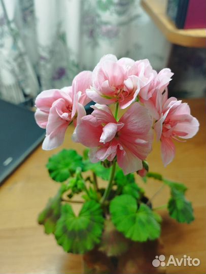 Пеларгония герань