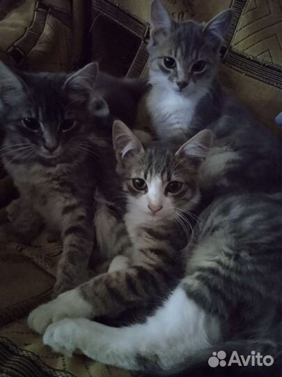 Котята в добрые руки