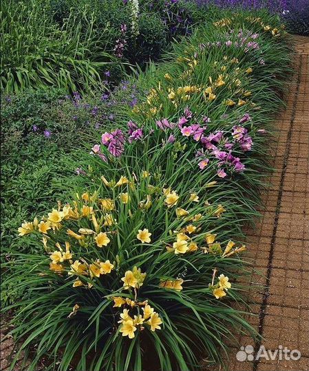 Лилейники - цветы радости