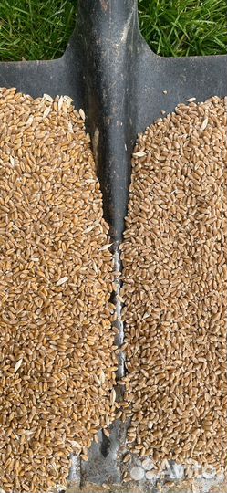 Зерно пшеница