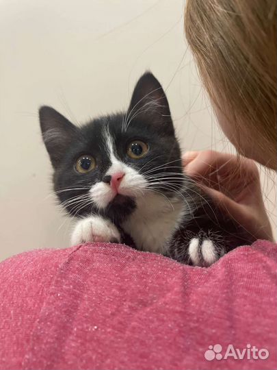 Милый котёнок