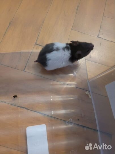 Серийские хомяки