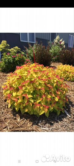 Спирея Голдфлейм