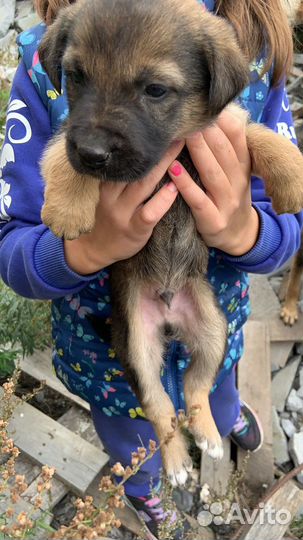 Щенки 1,5 мес