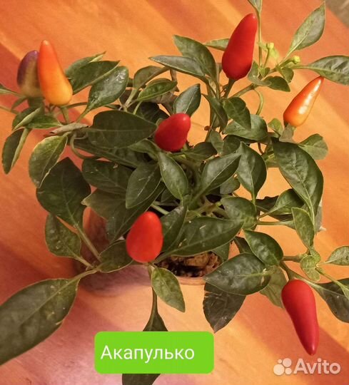 Рассада острых комнатных перцев