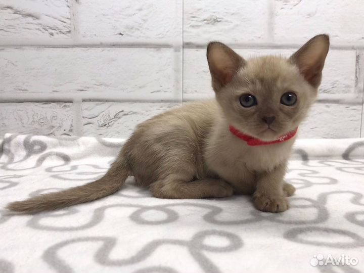 Бурманская