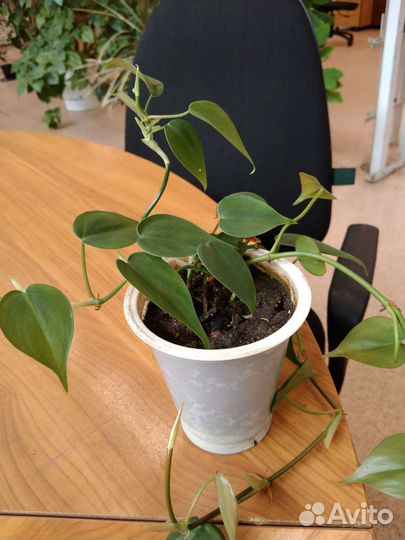 Комнатные цветы