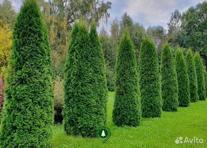Туя Колумна артикул L-883