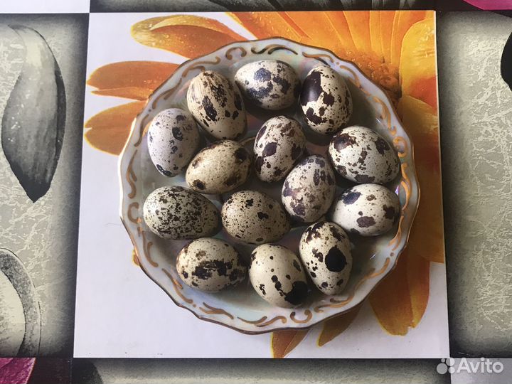Яйца перепелиные домашние