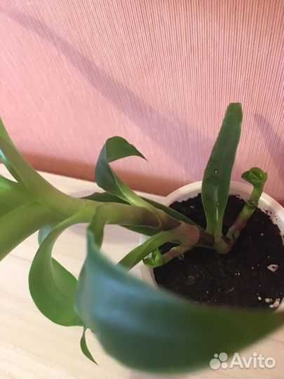 Растение комнатное Золотой ус