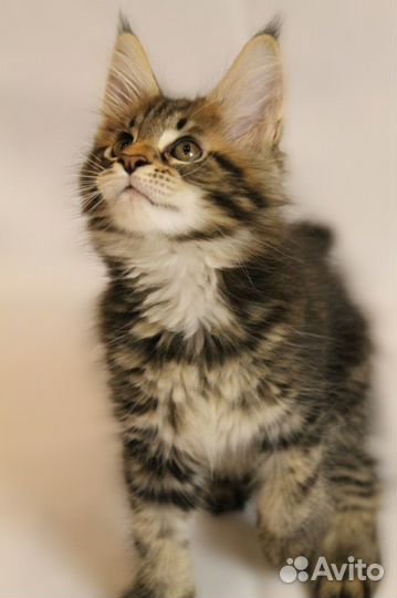 Мейн-кун девочка