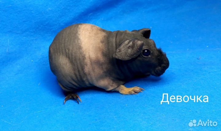 Морские свинки