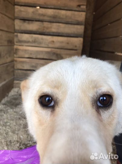 Собака для охраны