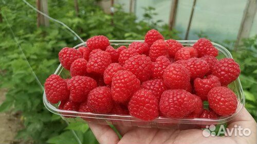 Саженцы малины