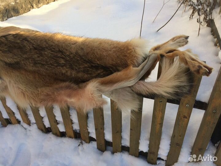 Шкура волка