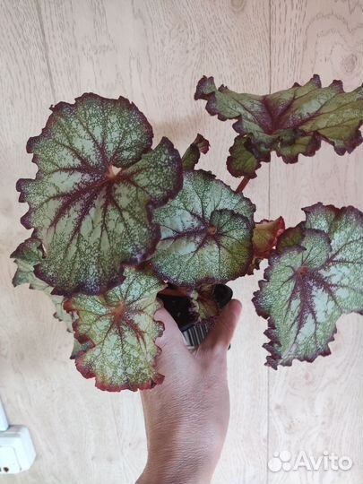 Бегонии и бальзамиы