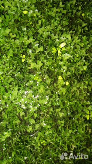 Аквариумное растение