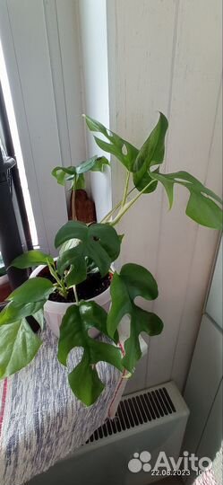 Рафидофора тетрасперма