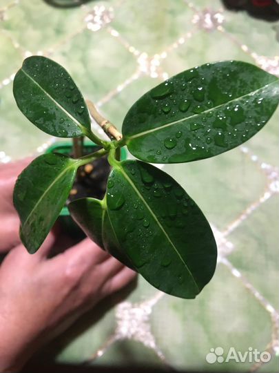 Стефанотис, нолина, эсхинантус