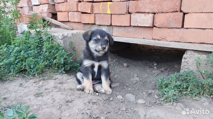 Отдам в добрые руки