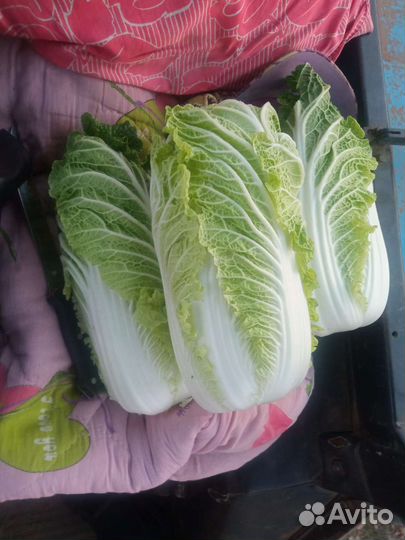 Пекинская капуста