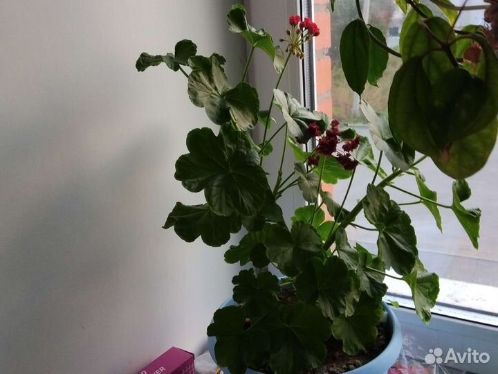 Герань пеларгония