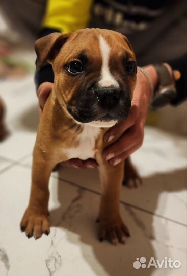 Щенки питбуля