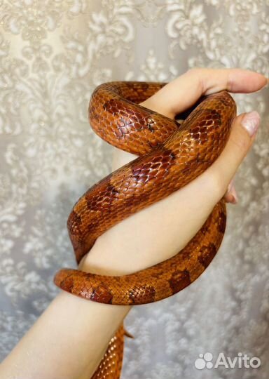 Змея маисовый полоз (Масик - 3 годика)