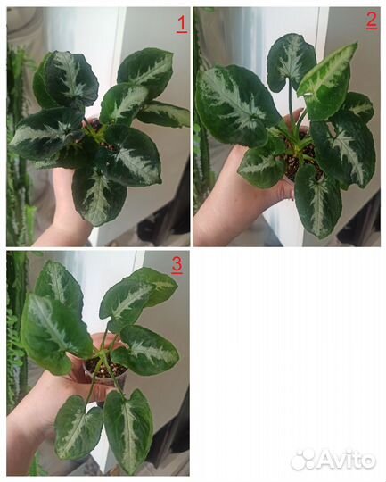 Продам Сингониумы/ Сингониум/ Syngonium
