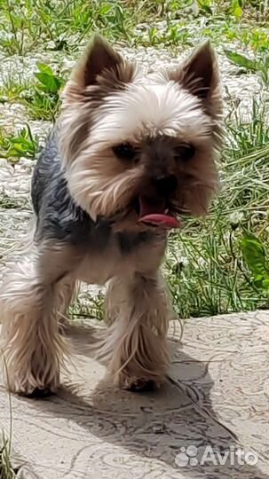 Йоркширский терьер вязка