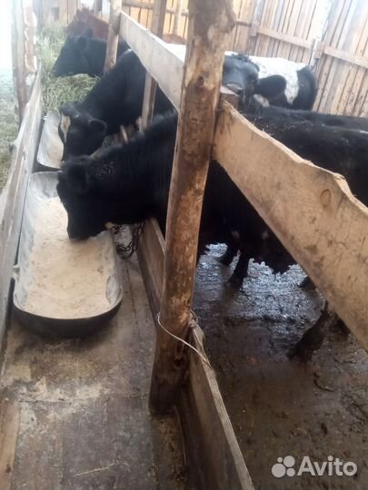 Корова телята и бычки