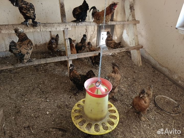 Куры павловские золото