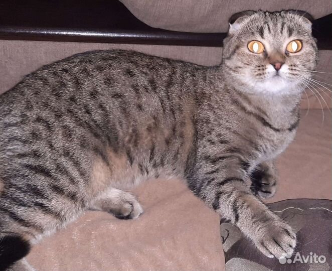 Шотландский котенок-котик