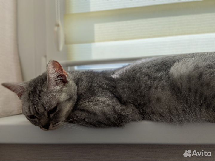 Даром пристраивается котейка