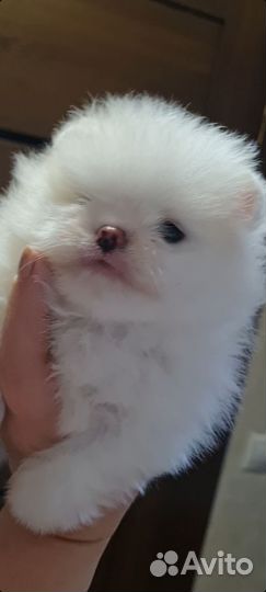 Шпиц мини девочка РКФ