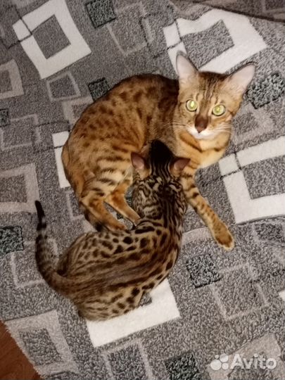 Бенгальская