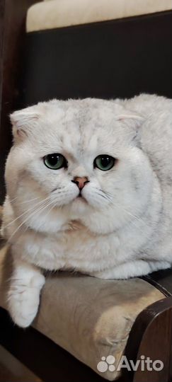Кот британец