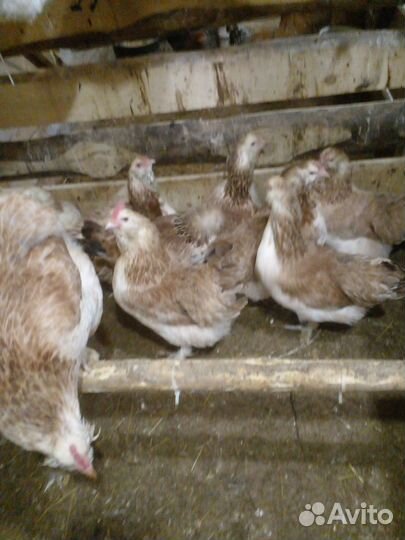 Куры несушки