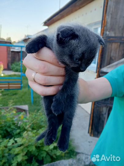 Шотландские котята