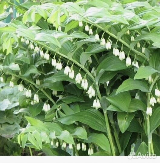 Купена многолетниее растение цветок