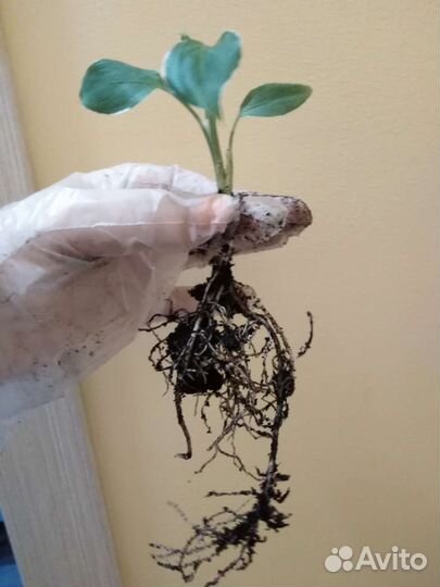 Диффенбахия Cool beauty