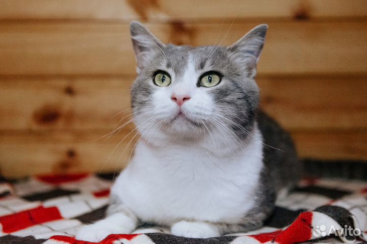 Кот в дар
