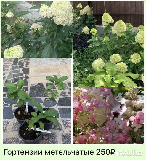 Гортензия метельчатая микс