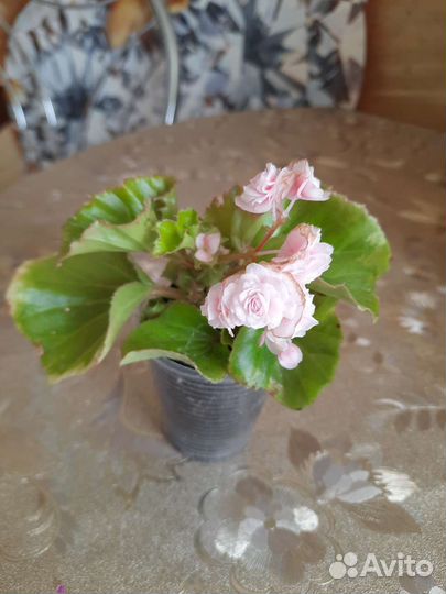 Бегония вечноцветущая