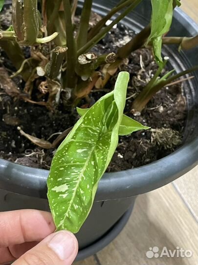 Сингониум Панда