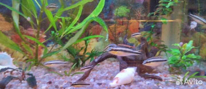 Пельвикахромис пульхера