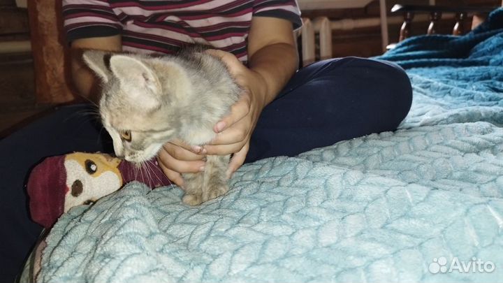 Кошечка Лаванда